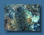 Helengeli 188